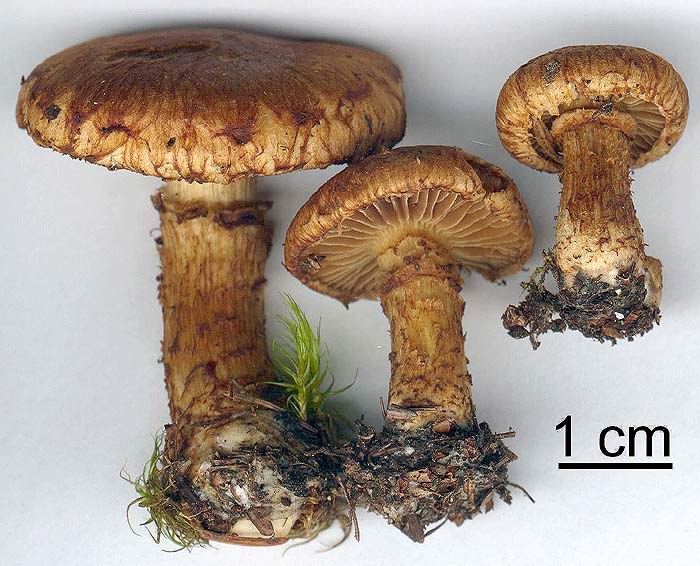 Inocybe terrigena